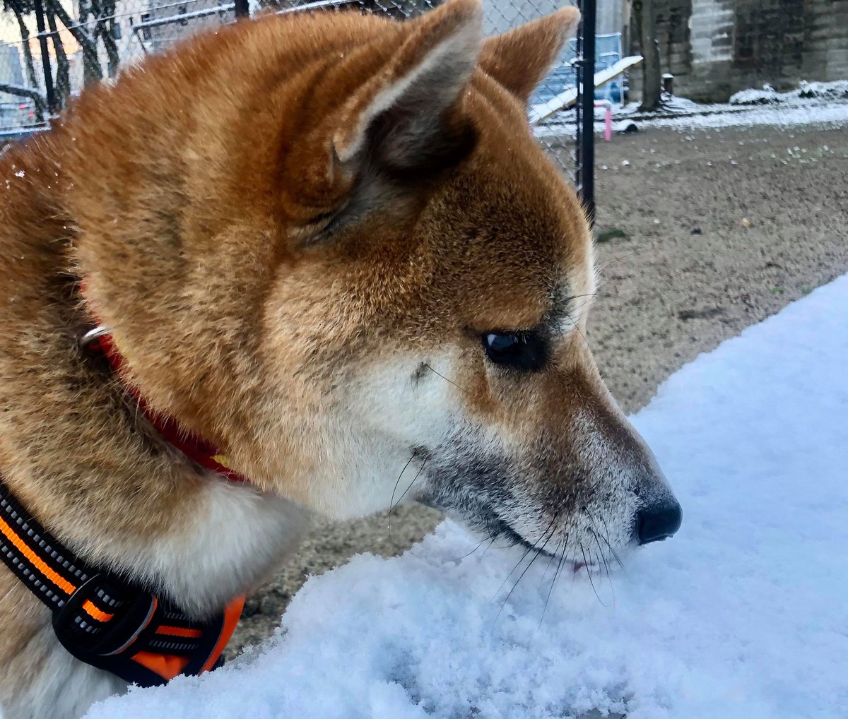 雪を食べる柴犬 雪を食べる柴犬