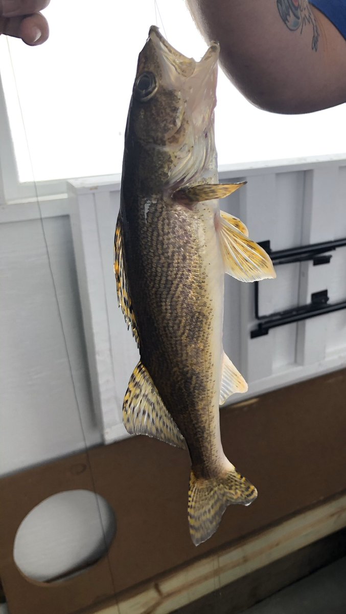 cmraz21's tweet photo. My favorite Minnesota winter activity is ice fishing. This is one of my catches this winter out at Lake of the Woods. #ChillOutChallenge https://t.co/K9eKvgMubF