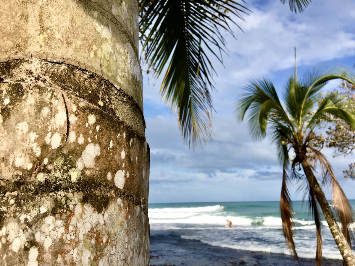 SamEvansMedia's tweet photo. I #LOVE the texture of palm #trees, each one is unique but they all scream #summer!
#Mondayblues #BocasDelToro #sunset #surf https://t.co/Bv55zf2igq