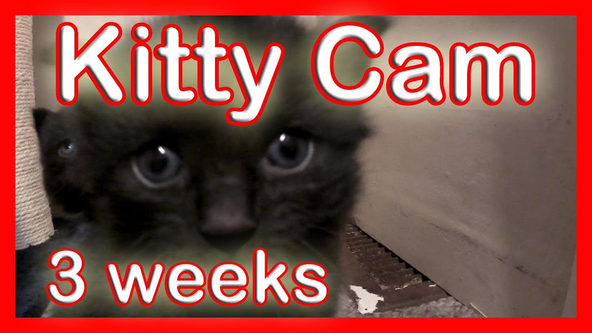 MeowMoeDotCom's tweet photo. Kitty Cam / Cute Clips of the ...
 
#Cats #Cat #Kittens #Kitten #Kitty #Pets #Pet #Meow #Moe #CuteCats #CuteCat #CuteKittens #CuteKitten #MeowMoe
 
#BabyKittens #Barn #BlackKittens #Bol #BugOutLocation #Bushcraft #Cabin #Camping
 
https://t.co/T8Ylf9a4CF
 
. https://t.co/m70sbl8mZ7