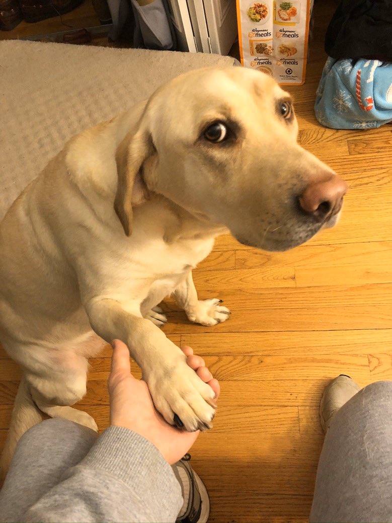 dog_rates's tweet image. This is Buddy. He’s going to hold your hand. Knows you’ve got a lot going on, so just take a few breaths, and let him hold your hand. 14/10 thank you Buddy