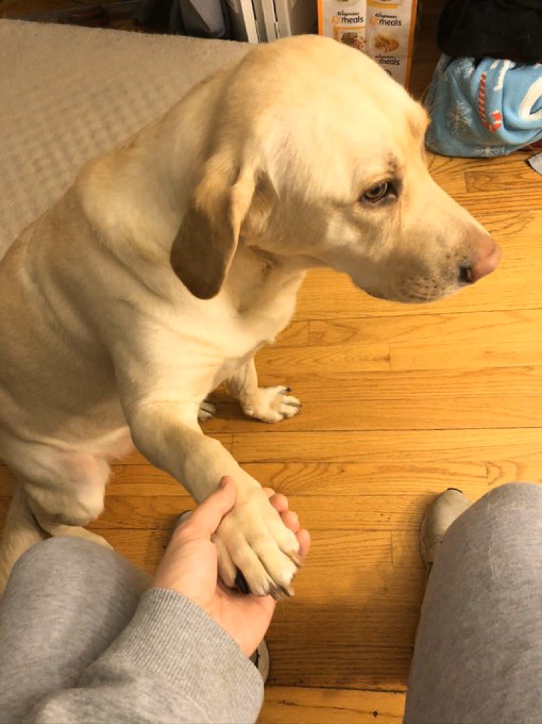 dog_rates's tweet image. This is Buddy. He’s going to hold your hand. Knows you’ve got a lot going on, so just take a few breaths, and let him hold your hand. 14/10 thank you Buddy