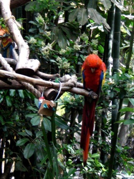 DefunctArchives's tweet image. The Oasis is the opening land of Animal Kingdom. All sorts of animals can be found here such as the parrot in this picture from 2009! Source: Elyse Explosion