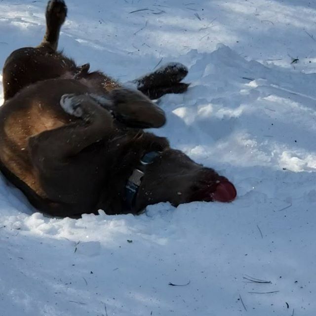 KrauseDave's tweet photo. We had a great snowshoe hike today. Bash got to chase his ball the entire time but had to take a few rolls in the snow to cool down. #maine #maine_igers #maineigers #igermaine #silverlabrador #silverlabsofinstagram #silverlab #harpswellmaine #harpswell… https://t.co/BdryOgvILi https://t.co/PNBbyEtol2