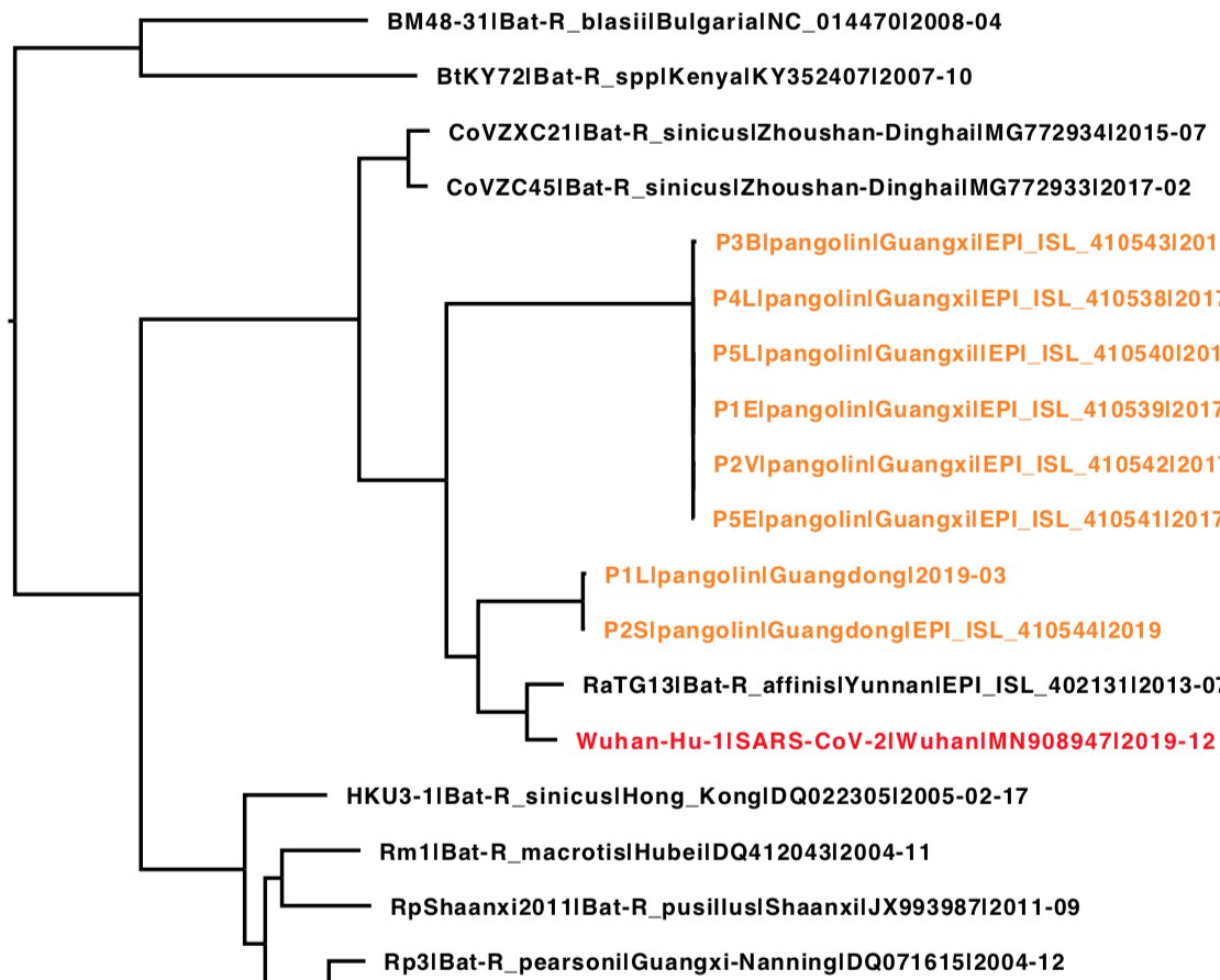 robertson_lab's tweet photo. 7 pangolin sarbecovirus genomes uploaded to GISAID by Wu-Chun Cao, Tommy Lam, Na Jia, Ya-Wei Zhang, Jia-Fu Jiang &amp; Bao-Gui Jiang (Beijing Institute of Microbiology and Epidemiology), 1 close to virus P1L from Liu et al. None of these closer to #SARSCoV2 than the bat virus RaTG13. https://t.co/wxcJuHeXch