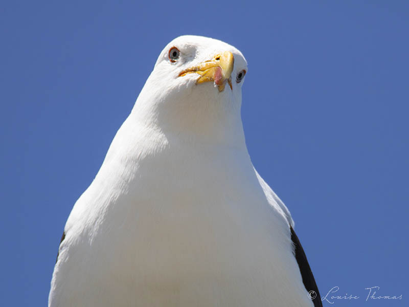 Louthesciwriter's tweet image. Yeah, I am pretty big and intimidating this close. Gotta chip? Southern black-backed #gull (Larus dominicanus) on #Petone Beach, NZ.

#thuglife #nzwildlife #birding #nzbirds #nzphotography #forestandbird #birdphotography #naturephotography #birdwatching #huttvalley