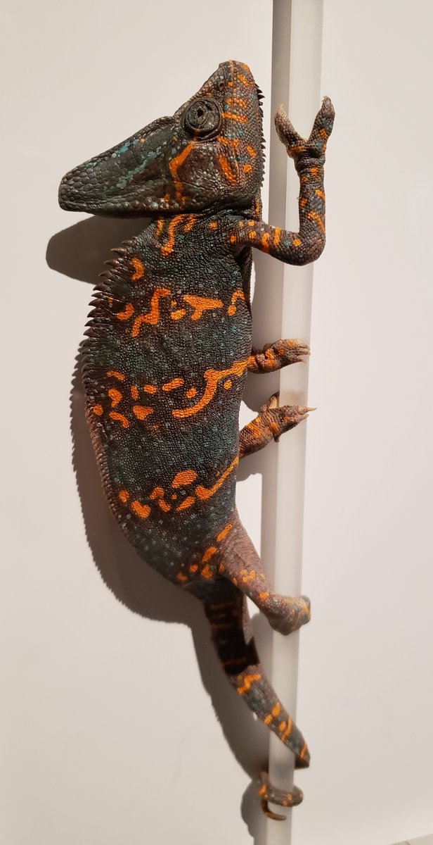 scmills100's tweet photo. My photos don't do justice to the amazing #ExquisiteCreatures exhibit @OMSI that closed today. #Oregon naturalist & artist #ChristopherMarley preserved reclaimed insects & bugs, reptiles, fish & more & created beautiful art. If this fascinating show comes to yr city, you must go. https://t.co/g1St4iqOWL