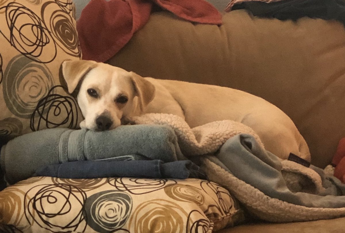 My sweet Moxie!  #BestInRescue