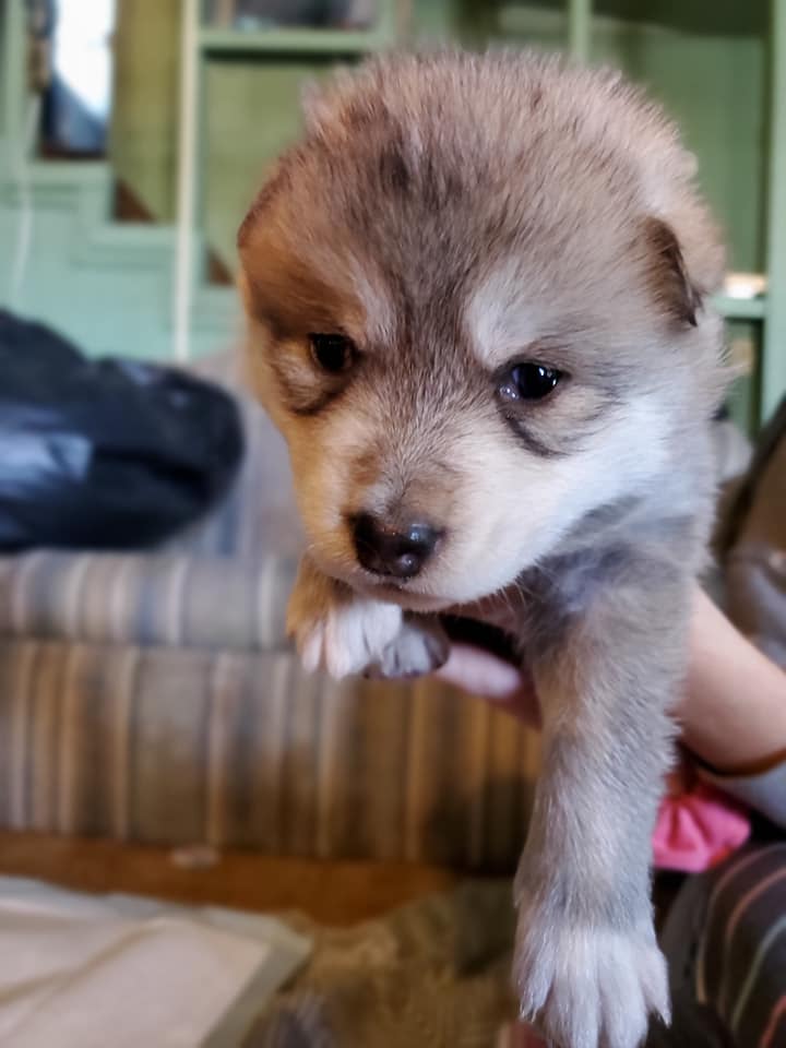KirkwoodMtnCoop's tweet photo. Call us crazy but we have two new cubs joining the pack...
Kachina is now the #DenLeader of the new wolf-pack here at the #HippieHaus...

Twins (Boy &amp; Girl) arriving here in three weeks need names.
Stay'nThirsty
Coop https://t.co/Hi9gPzEsOA