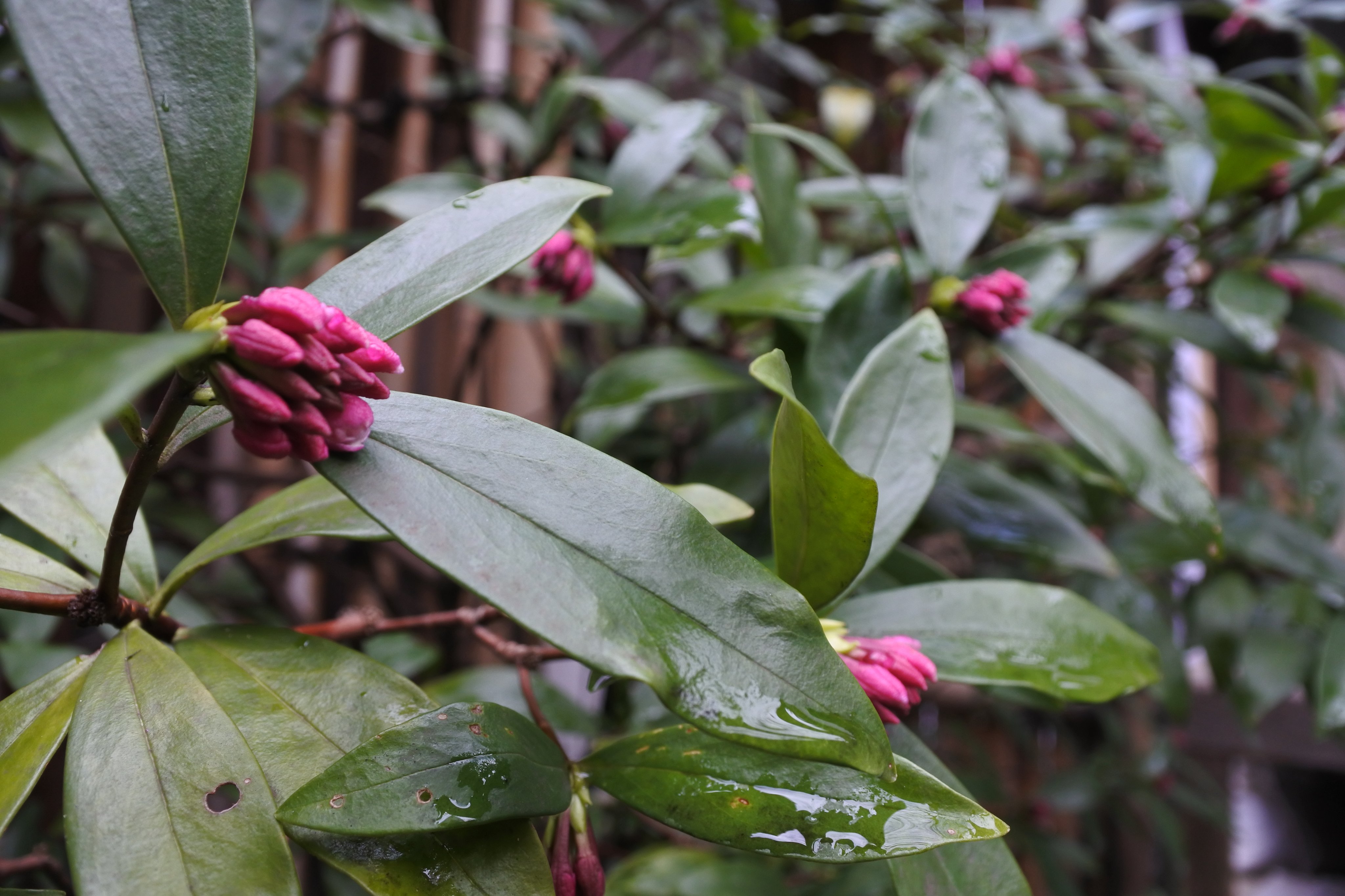 風伝館 Auf Twitter 庭の沈丁花が蕾をつけはじめました 沈丁花といえば春に咲き 香り高いことで有名ですね 花を咲かせてくれるのが楽しみです T Co Vikjwb0qpq Twitter