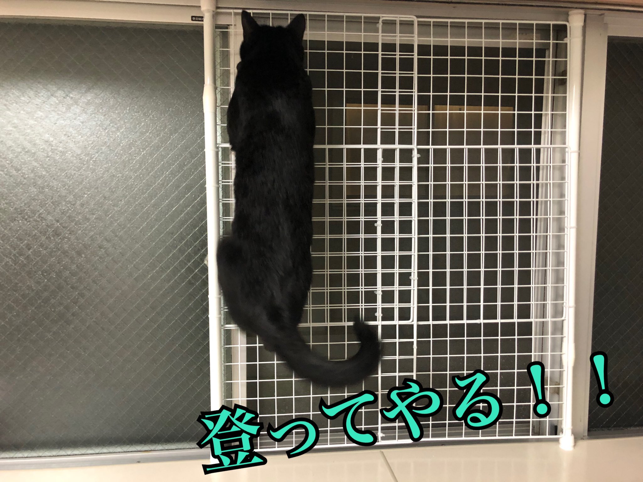 飼い主 脱走防止装置を網戸に施しました 買おうと思ったら意外と高かった ので100均で材料揃えてdiyしてみました ワイヤーネット 0 4 結束バンド 突っ張り棒 0 2 合計1300円で出来ました ˊo ᴗo ੭ 脱走防止 猫好きさんと繋がり