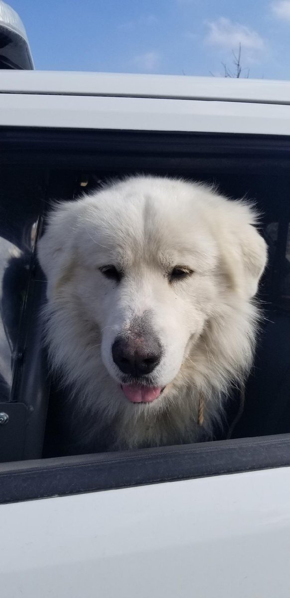 LSOtommy's tweet photo. This escapee was rounded up by Deputy Gulliksen today and returned to his family. We meet some of the cutest individuals in our community every day. #dogatlarge #lso https://t.co/35Z9nGvTH3
