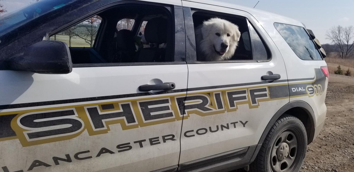 LSOnebraska's tweet photo. This escapee was rounded up by Deputy Gulliksen today and returned to his family. We meet some of the cutest individuals in our community every day. #dogatlarge #lso - @LSOtommy https://t.co/1zNQEUWNjG