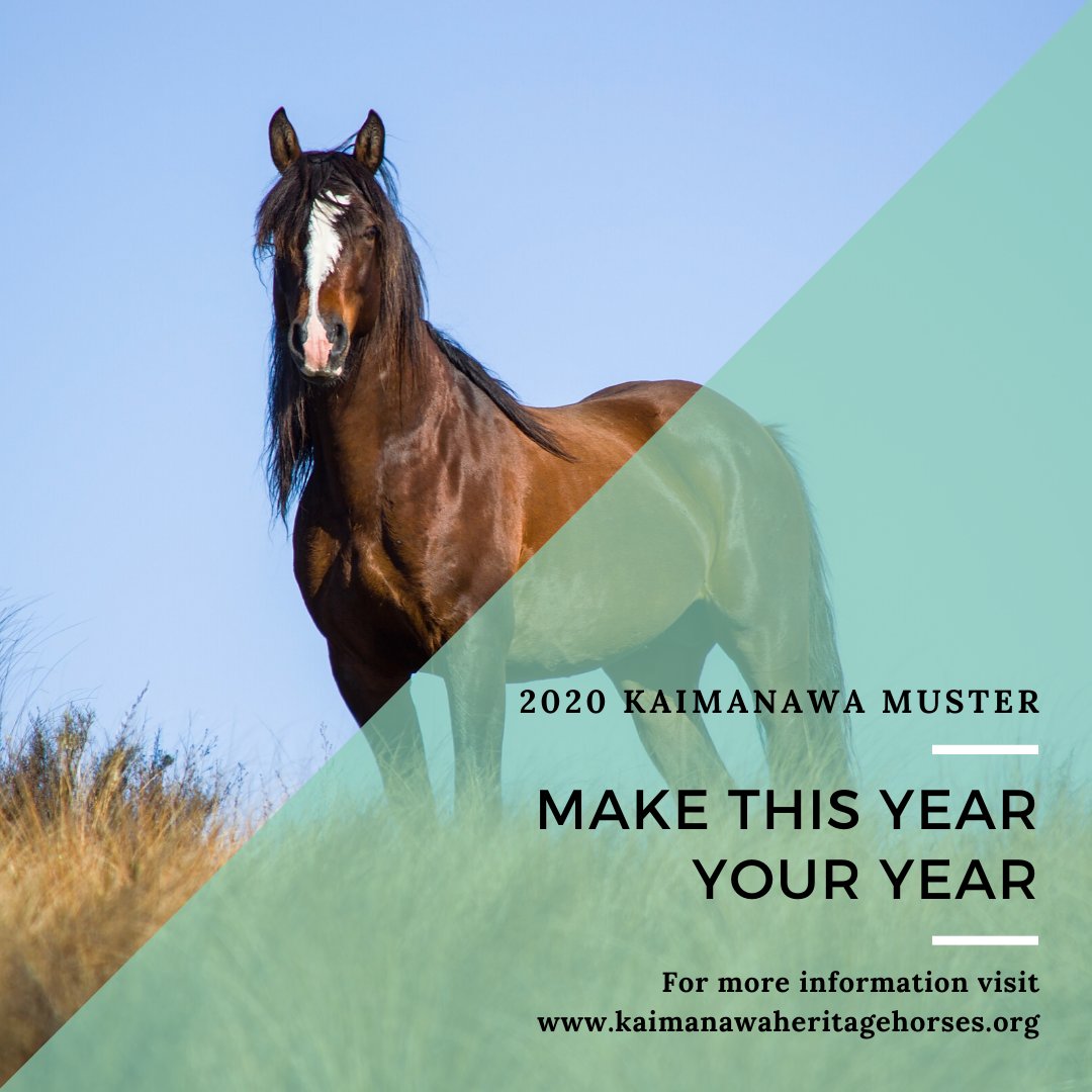 Kaimanawa Heritage Horses (@kaimanawa) on Twitter photo 