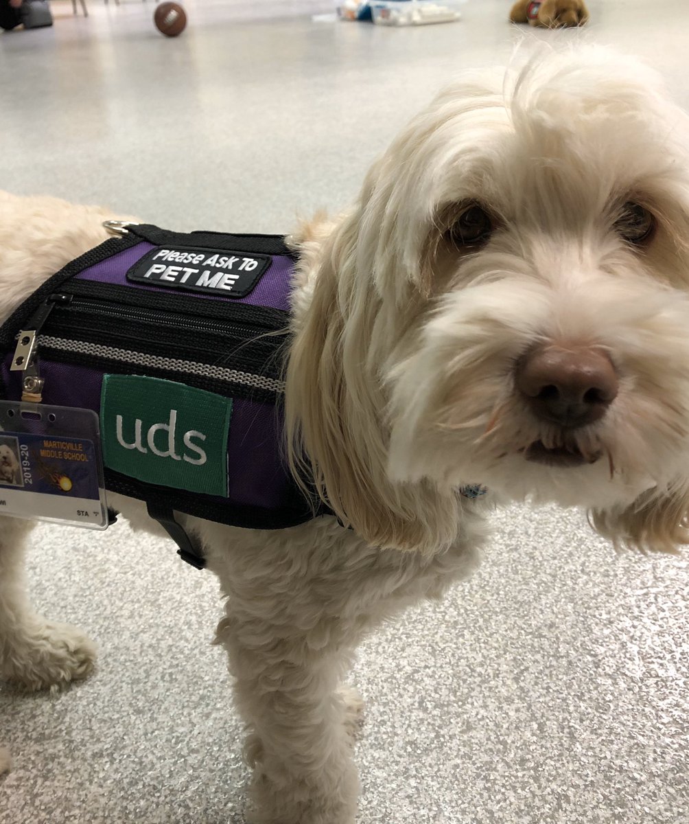 bitler_lisa's tweet photo. Tonight Kiwi officially became a Facility Dog and earned her purple vest! So proud of her and the difference she is already making at Marticville Middle School. @Marticville1 @pennmanor @PMEdFoundation
#udsservicedogs https://t.co/bBzuSiyE3J
