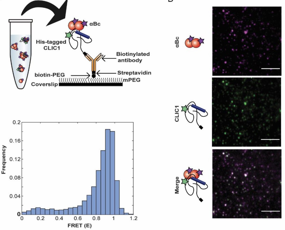 Antoine van Oijen 🔬🧫🧬 (@van__oijen) on Twitter photo What I like about academic research is the freedom to start working on completely new things
Here our first paper from one of those adventures:
Single-molecule imaging of small heat shock proteins with the Ecroyd group
<a href="/uow/">UOW</a> <a href="/molhorizons/">Molecular Horizons @ UOW</a> <a href="/ihmri/">Illawarra Health and Medical Research Institute</a>
biorxiv.org/content/10.110… What I like about academic research is the freedom to start working on completely new things
Here our first paper from one of those adventures:
Single-molecule imaging of small heat shock proteins with the Ecroyd group
<a href="/uow/">UOW</a> <a href="/molhorizons/">Molecular Horizons @ UOW</a> <a href="/ihmri/">Illawarra Health and Medical Research Institute</a>
biorxiv.org/content/10.110…