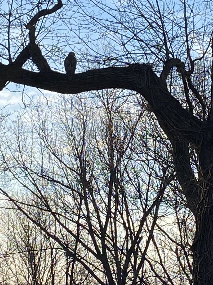 MosqueaHailey's tweet photo. magestic boi #gomountainhawks #redtailedhawk https://t.co/tdib8T0c61