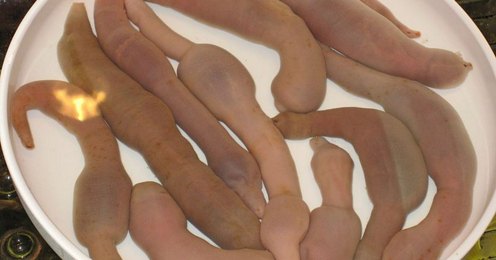 PopSci's tweet photo. Get to know the very charismatic penis fish invading a California beach https://t.co/4SDtsxi3cY https://t.co/ah9WV6xASb