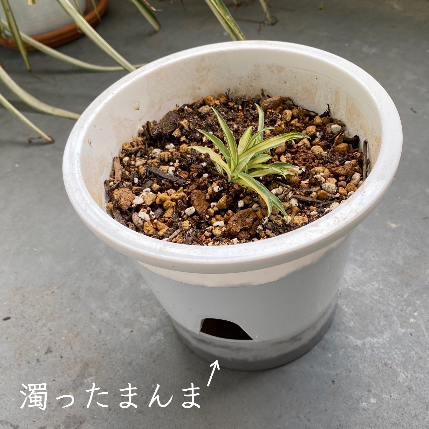 エコゲリラ オリヅルランを株分け 底面吸水のプランターにしてみた 上からじゃぶじゃぶ水かけて 下の器に落ちる水 そりゃ濁りますよね そのまんまです 笑 最初下の器外してから土を水で湿らせたあとに 下に器して水溜めればよかった 反省
