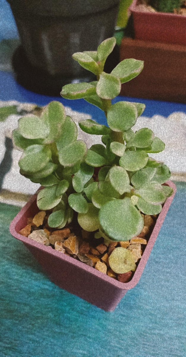 IiceThang's tweet photo. 🌵 https://t.co/gxpR9TL0Y4