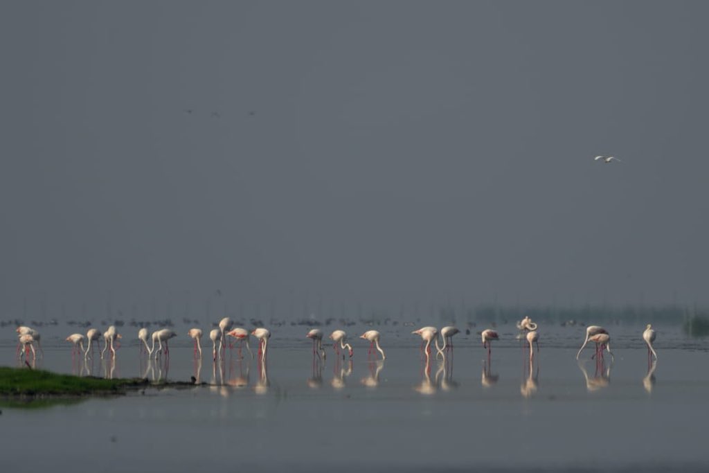susantananda3's tweet photo. Chilika is the perfect balm for a  tired wondering soul. These photos of Flemingo group from Chilika was shared by dear Aditya @AdityaPanda. https://t.co/5zqBQ9iway