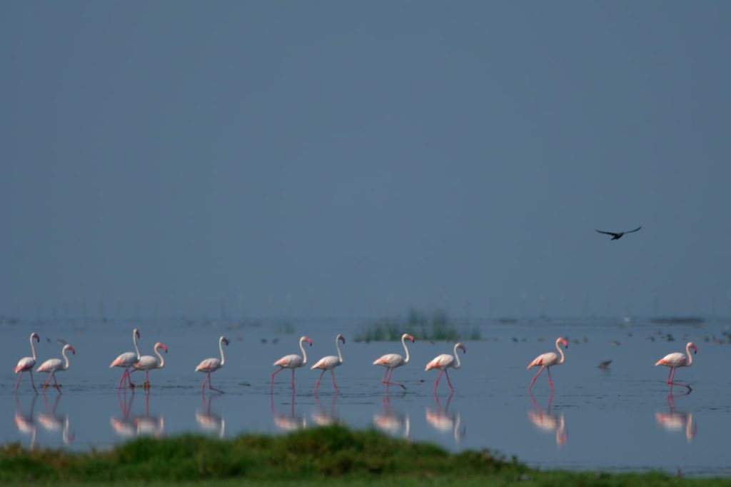 susantananda3's tweet photo. Chilika is the perfect balm for a  tired wondering soul. These photos of Flemingo group from Chilika was shared by dear Aditya @AdityaPanda. https://t.co/5zqBQ9iway