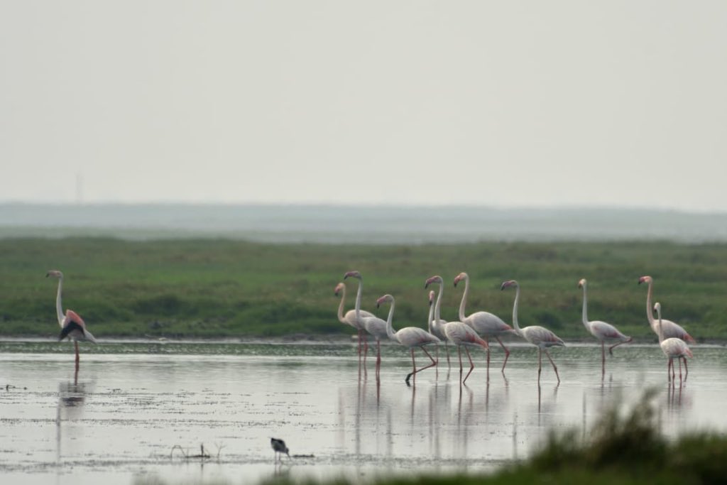 susantananda3's tweet photo. Chilika is the perfect balm for a  tired wondering soul. These photos of Flemingo group from Chilika was shared by dear Aditya @AdityaPanda. https://t.co/5zqBQ9iway