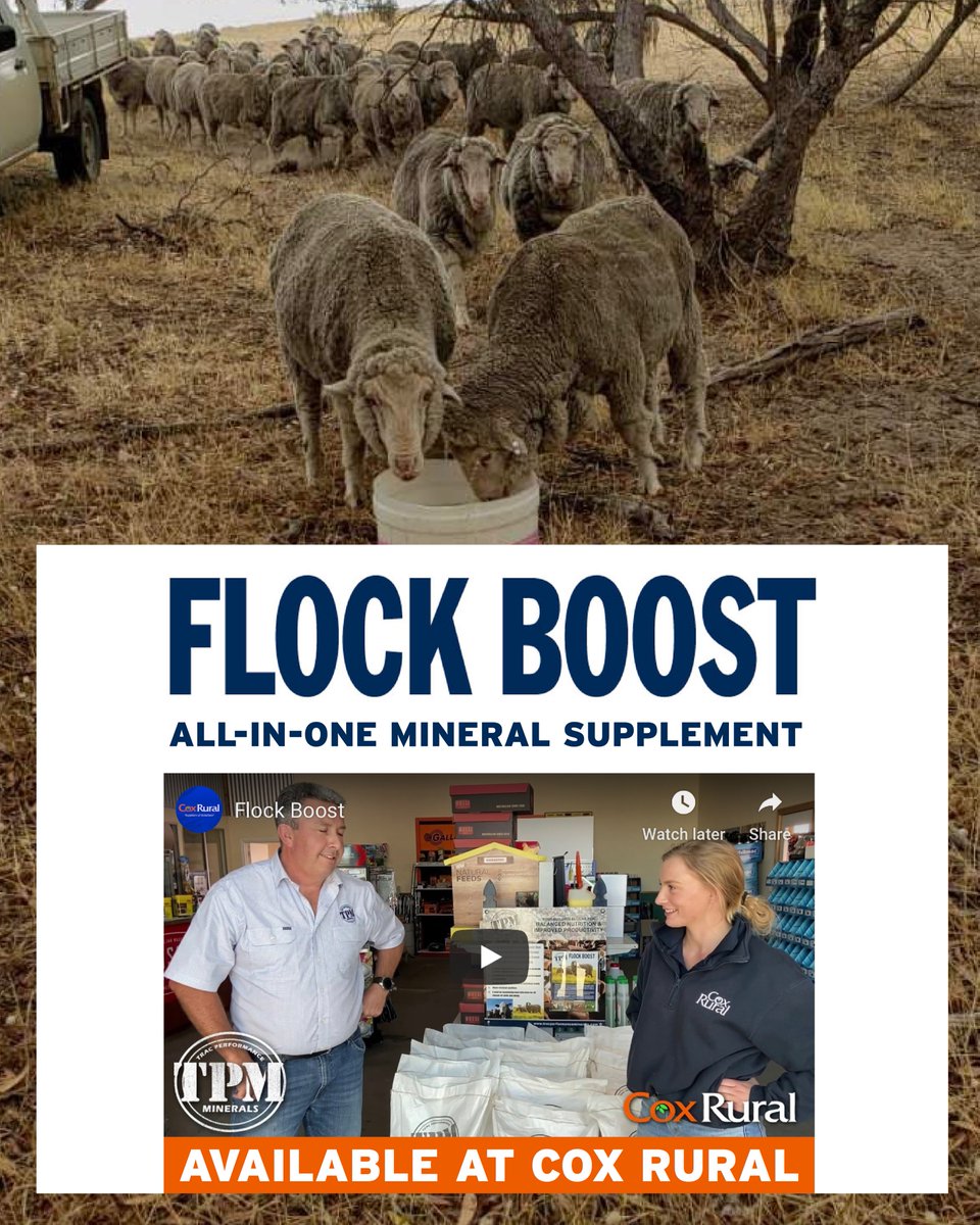 Thank you to our client Richard from Coonalpyn sharing a picture of him feeding Flock Boost Dry Feed. An all-in-one mineral supplement. Join us to learn more. coxrural.com.au/tpm-flock-boos…