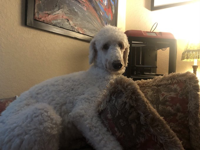 1 pic. This is my standard poodle, Zoie. Say hello. https://t.co/uK7rMtRTRx