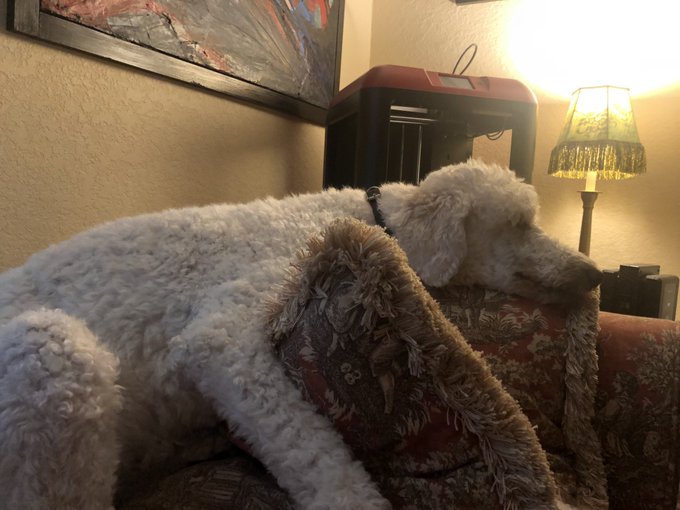 2 pic. This is my standard poodle, Zoie. Say hello. https://t.co/uK7rMtRTRx