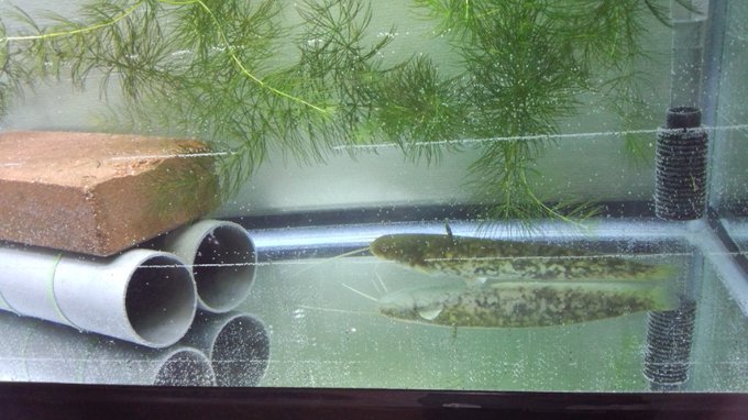 ナマズを飼育してみよう 飼育方法や注意点をプロが徹底解説 Wicture ウィクチャ