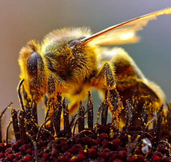 HiveBook's tweet photo. A recent study published by Brazilian scientists in Ecological Applications recommends conserving bees as a priority in forest restoration projects. Some of the most important tree species for restoration rely heavily on bees as transporters of pollen.
#HiveBook #BeeBehaviour https://t.co/Qu67aIgsaR