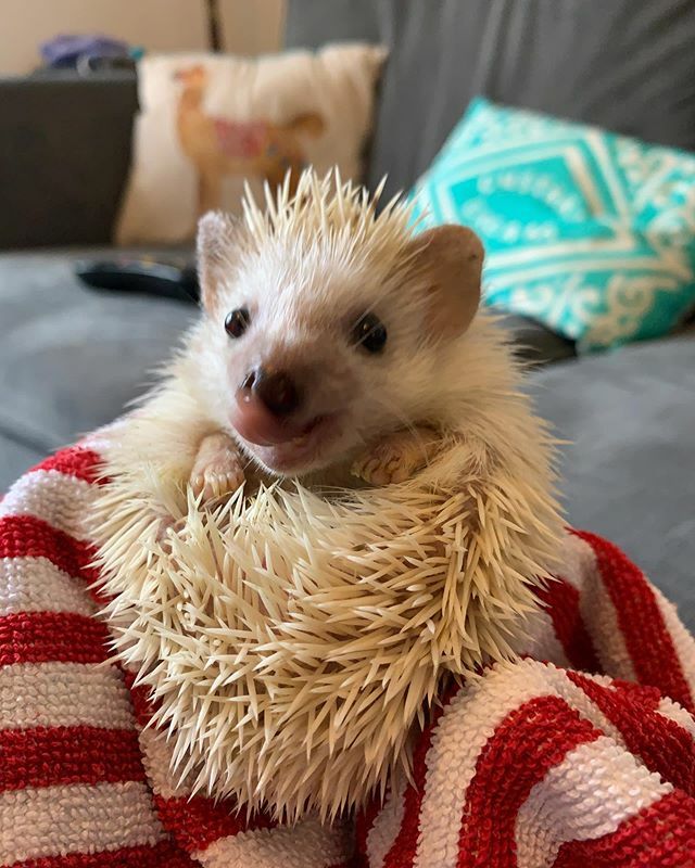 PengeHog's tweet photo. 😛🦔😛
.
.
.
#Hedgehoglove #Hedgehogcommunity #Hedgehog #Hedgehogs #hedgie #ハリネズミ #riccio #hérisson #igel #africanpygmyhedgehog #hedgehogsofinstagram #pengehog
#ежик #hedgehogsofig #petstagram #exoticpets #hedehogbaby #hedgehogobsessed #hedgiebabies… https://t.co/wl4uvI13HK https://t.co/jxk8CenLF1