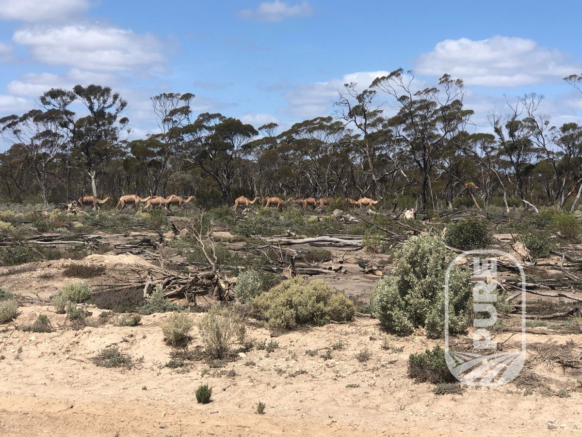 Pure Grain Network tweet media