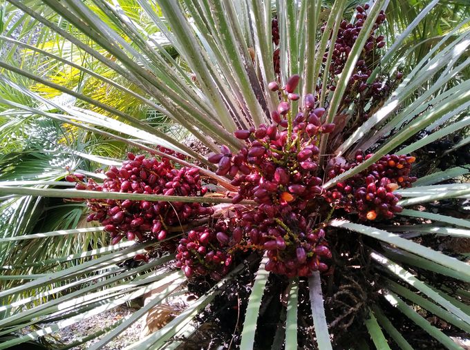Frutos de nuestro palmito (Chamaerops humilis), rojos y brillantes, acompañando a otras muchas especies de palmeras de todo el mundo <a href="/malaga/">Ciudad de Málaga</a> <a href="/FBiodiversidad/">Fundación Biodiversidad</a> #palmeras #palmtrees #Malaga <a href="/mlgmediterranea/">Málaga Mediterránea</a> <a href="/IPS_PalmSociety/">International Palm Society</a>