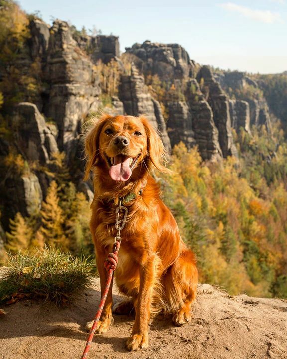AdventureWatson's tweet photo. Sun’s out, tongue’s out! •
•
•
•
•
#dogsofinstagram #hikingdogsofinstagram #hikingdogsofinsta #hikingwithdogs #explorewithdogs #dogsthathike #dogsonadventures #thegreatoutdogs #backcountrypaws #mountainlife #adventurewithdogs #adventuredogsofficial #tongueouttuesday #hik… https://t.co/vzZ6mDZkWn