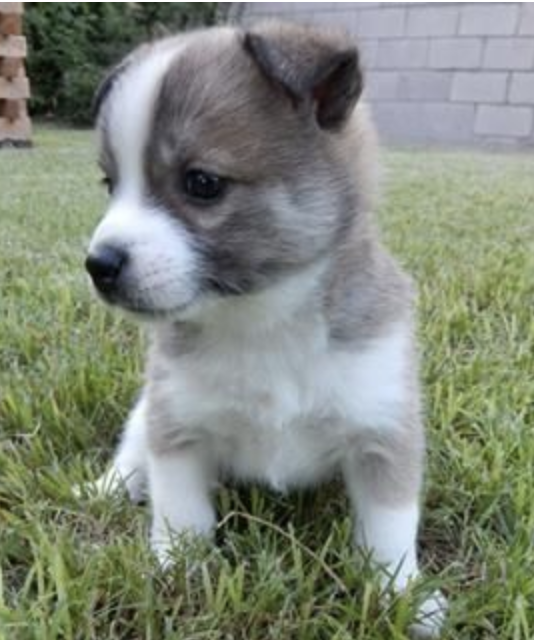 ポンスキー 子犬 画像