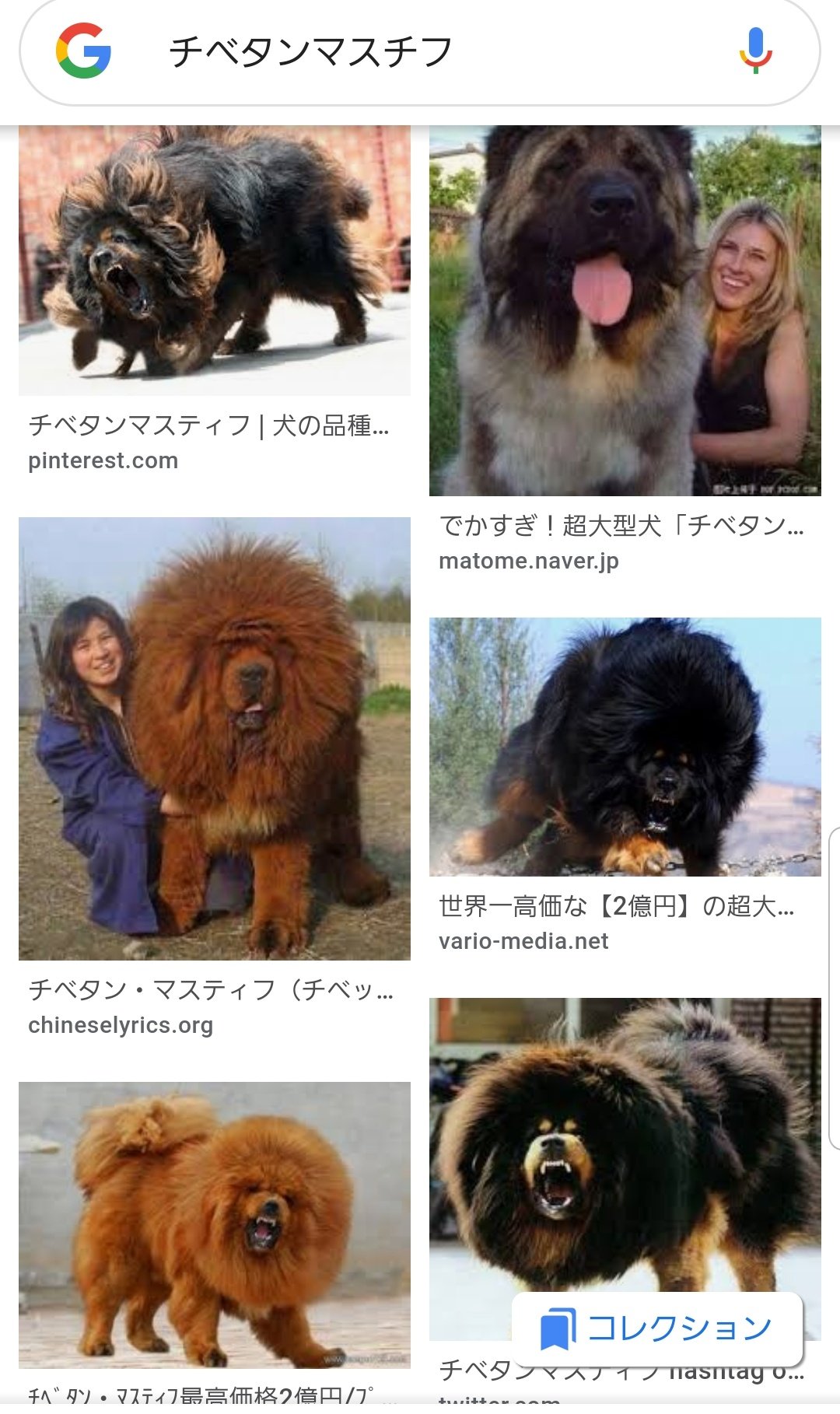 なおたん V Twitter 晶くんが飼ってるローザンヌは チベタンマスチフという犬らしくて どんな犬なんだろう と調べてみたら想像以上だった こんなん校内走り回られたらたまらん 理想と現実