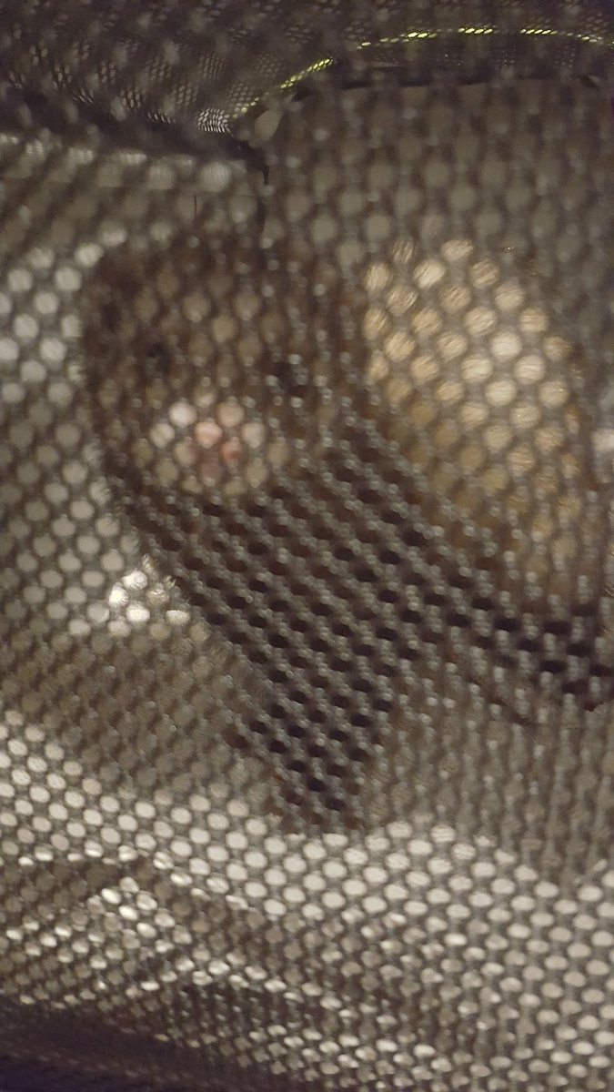 Hello friends! I found a ferret on the street at 17th Ave E and 2nd St tonight.
Please spread the word so I can get the little friend home.