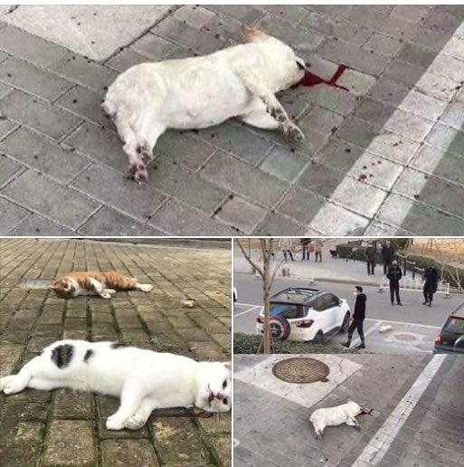 O Xrhsths うに天だいママ Sto Twitter 中国人はもうペットを飼わないで 愛情がないから 犬に変なカラーリングしたり 真実を追求する事もせずに 簡単に窓から投げ捨てて殺したりできるんですよ T Co Pa9qxfmav2 Twitter O Xrhsths うに天だいママ Sto Twitter 中国人はもうペットを飼わないで 愛情がないから 犬に変なカラーリングしたり 真実を追求する事もせずに 簡単に窓から投げ捨てて殺したりできるんですよ T Co Pa9qxfmav2 Twitter