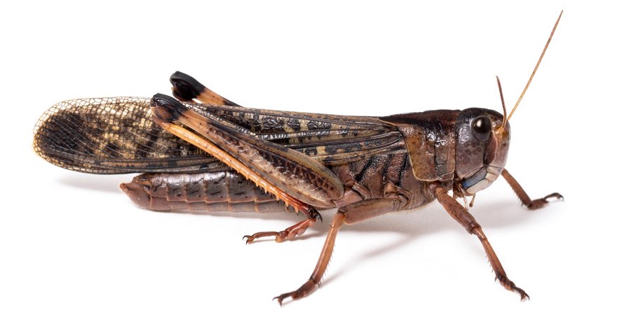 野イバラの墓 蝗害は世界中で古くから恐れられており ヨハネの黙示録でも奈落の王アヴァドンはイナゴを従える飢餓と不幸の悪魔神として神格化されていますね 今回のサバクトビバッタの群生相は約4 000億匹 とんでもない被害が予想されます 画像は