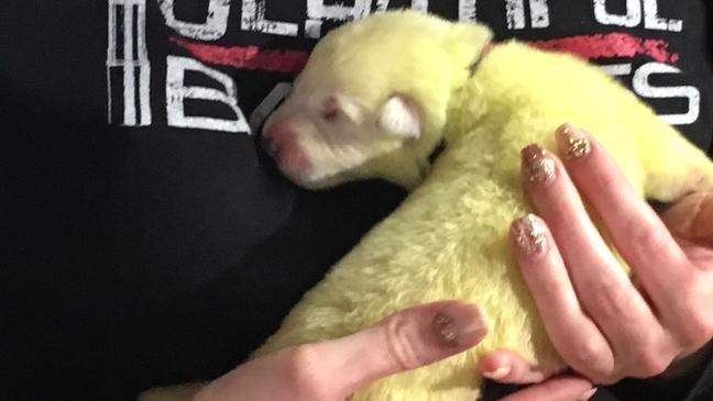 debuenas's tweet photo. #Zooloco con @rafamuniz93| ¿Has oído eso de "eres más raro que un perro verde"? Pues Hulk es un cachorro justo de ese color

Nació en Carolina del Norte (EE.UU.) y tiene un pelaje distinto al del resto de su camada, pero es muy posible que en un futuro pierda ese tono verdoso👇 https://t.co/eARk6VdFED