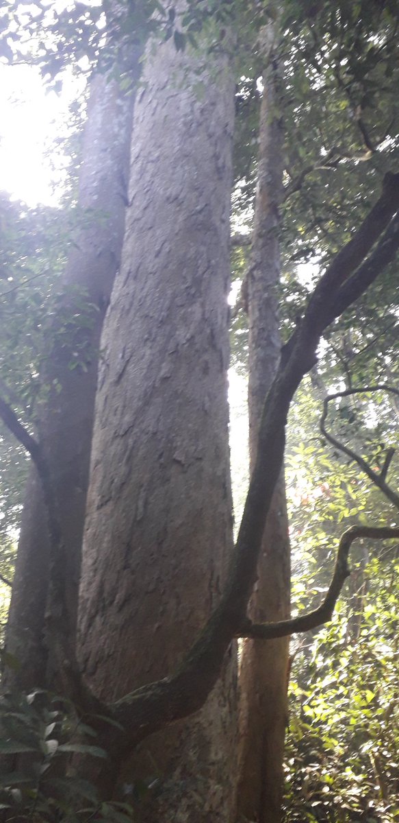 Again collected natural dhoopa in our language it is called bandha from our #scaredgrove 

This dhoopa tree is so big  it may be more than 250 years old