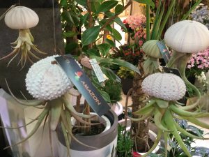 Latov 1階 フローリスト花磯 チランジア クラゲ みたいな形の植物 可愛いチランジア エアプランツ が入荷しました ぶら下げて飾るタイプで 結構人気なんですよー 空気中の水分で育つ植物なのでお手入れ不要 たまーに霧吹きをかけてあげ