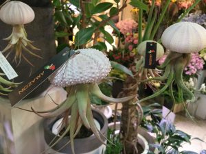 Latov 1階 フローリスト花磯 チランジア クラゲ みたいな形の植物 可愛いチランジア エアプランツ が入荷しました ぶら下げて飾るタイプで 結構人気なんですよー 空気中の水分で育つ植物なのでお手入れ不要 たまーに霧吹きをかけてあげ