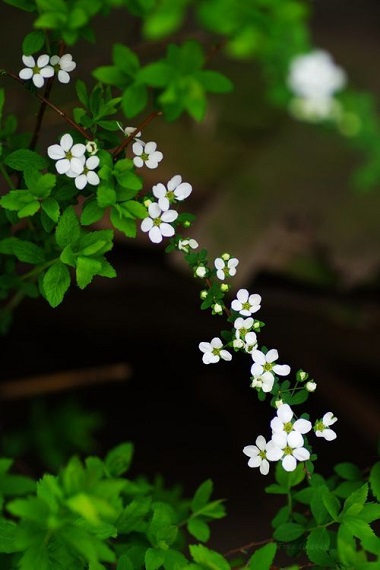 #Flowers #Flower #nature