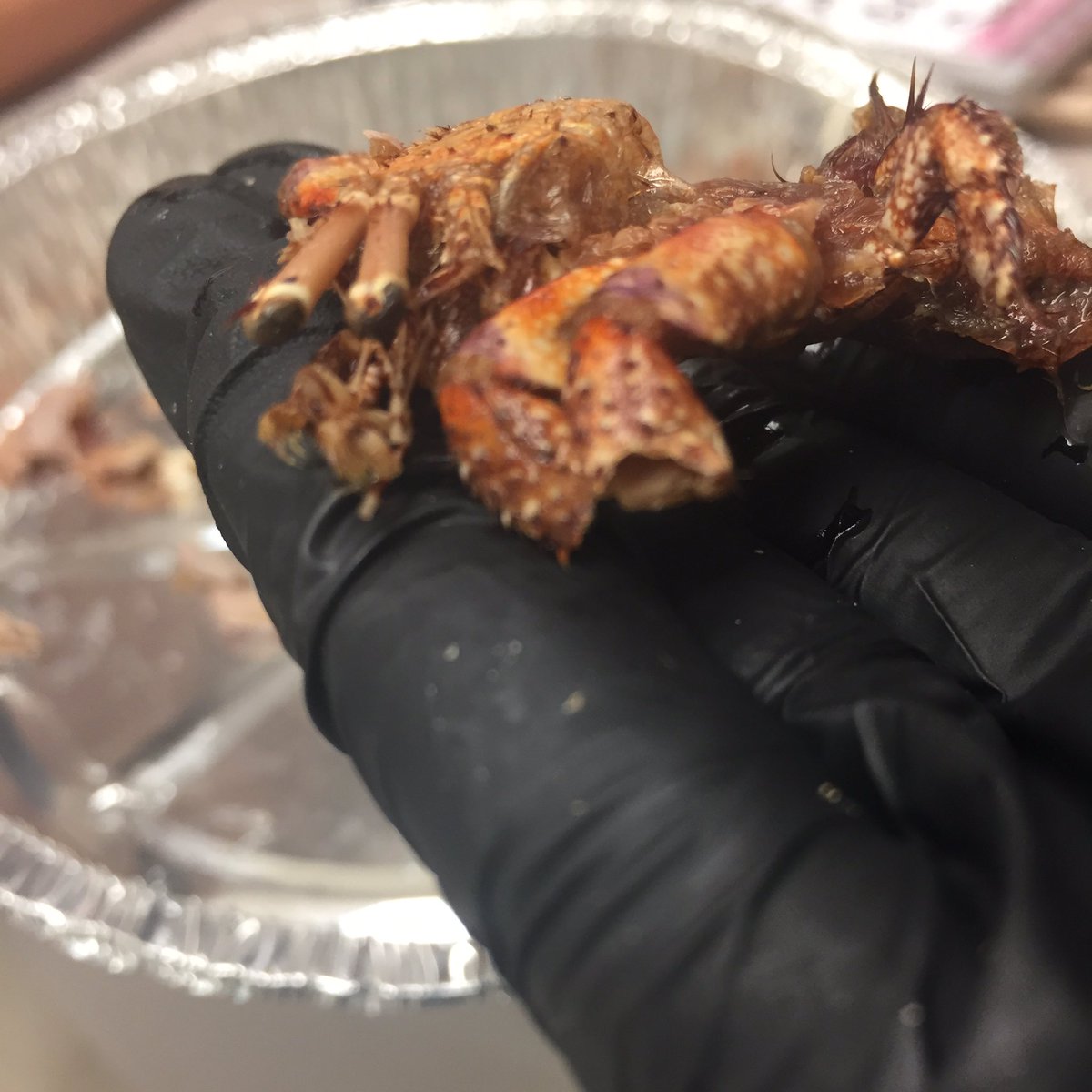 FredieSpaghetti's tweet photo. Could you imagine being a hermit crab minding your own business n getting slurped up whole by a Kemp’s? Thats how this guys day went. More #gutlab pics, this time with critters the LKs should be munchin on https://t.co/MVAt2yrxqy