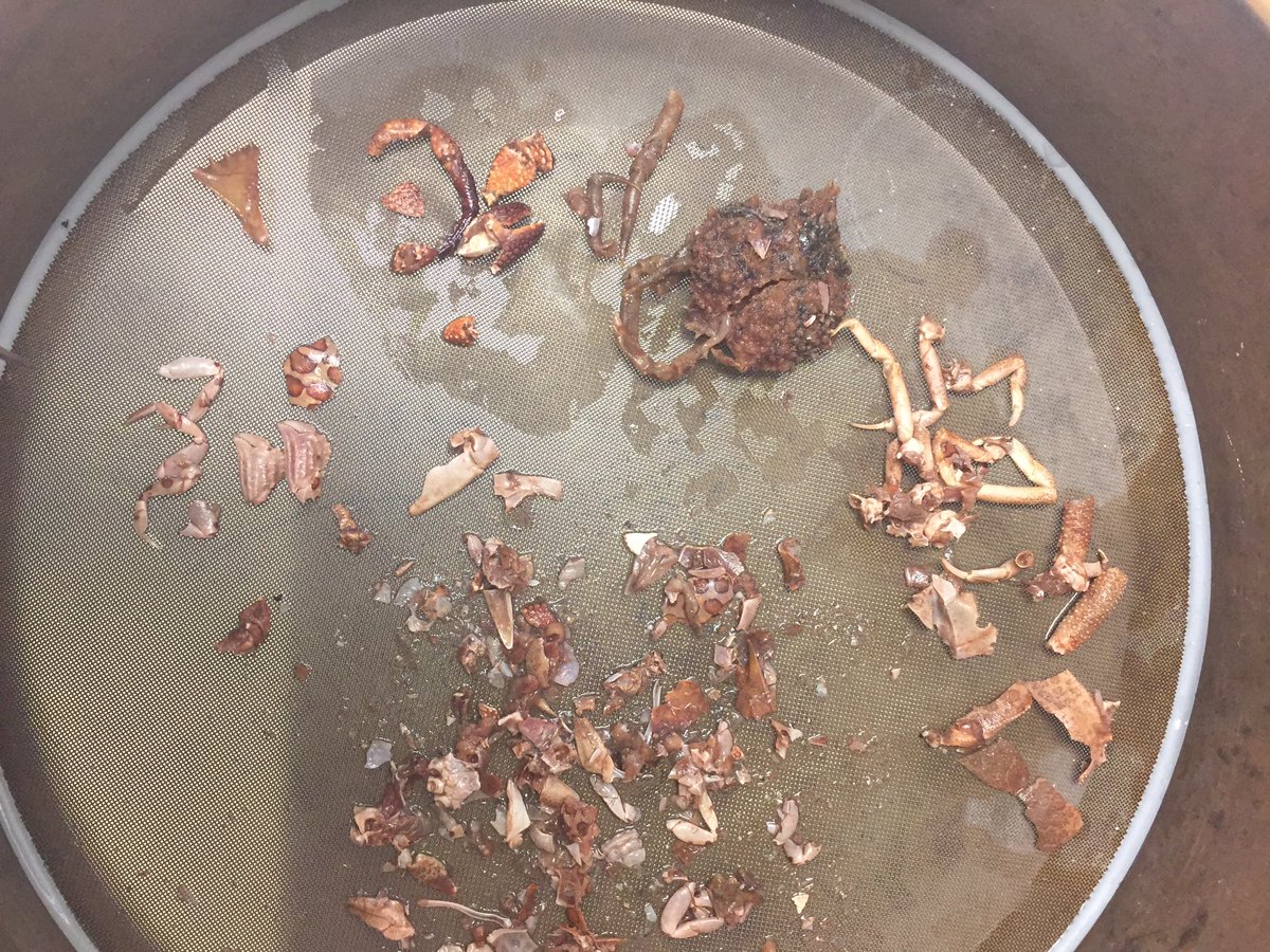 FredieSpaghetti's tweet photo. Could you imagine being a hermit crab minding your own business n getting slurped up whole by a Kemp’s? Thats how this guys day went. More #gutlab pics, this time with critters the LKs should be munchin on https://t.co/MVAt2yrxqy