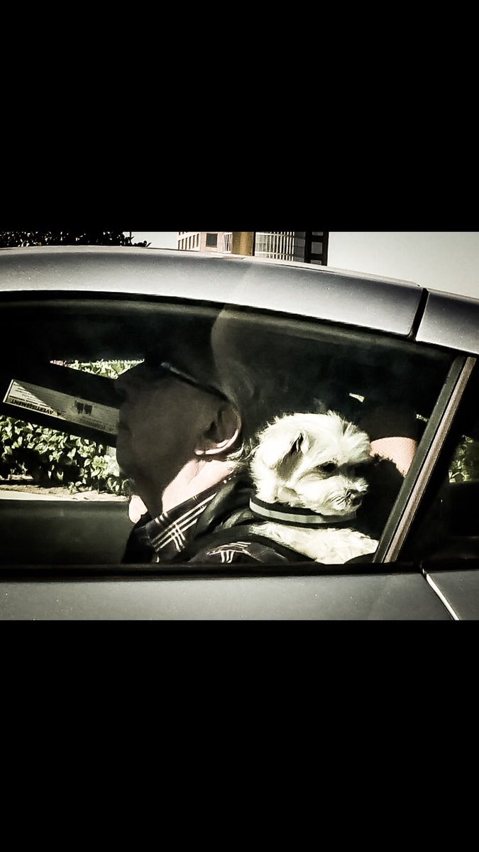 richardgreenla's tweet photo. Who is driving this car?

#editorialphotography #bnw_society #blackandwhitephotographylovers #la #calidog #blackandwhitephotographyoftheday #jj_blackwhite #bwphotograpy #bnw_photographyislife #petphotography #bnw_greatshots #monochromatic #petsincars #dogsincars #richardgreenla https://t.co/uRPz1NI22z