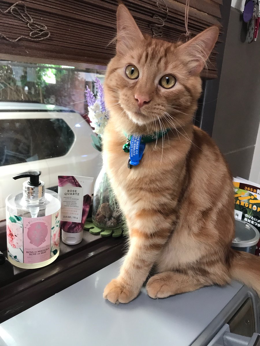 メルボルンな猫たち そ そこは乗って欲しくはない場所 オーブントースターの上やダイニングテーブル Pcの上までも まだなかなか聞いてくれません どうすれば 子猫のしつけ 自由奔放 あ 猫好きさんと繋がりたい 猫好きさんとつながりたい